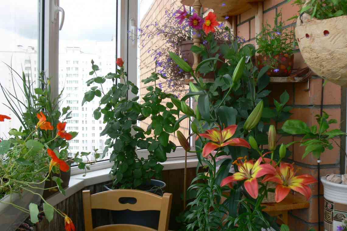 Георгіна садова на балконі