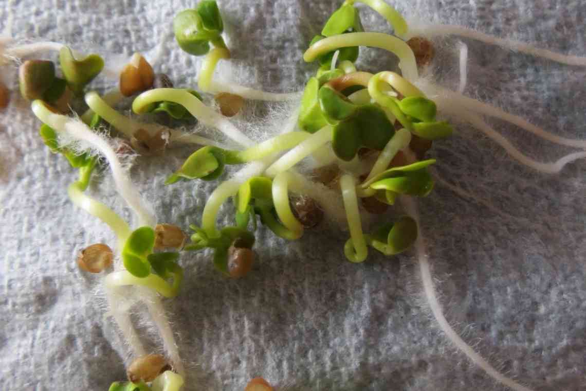 Скарифікація насіння - спосіб прискорити проростання