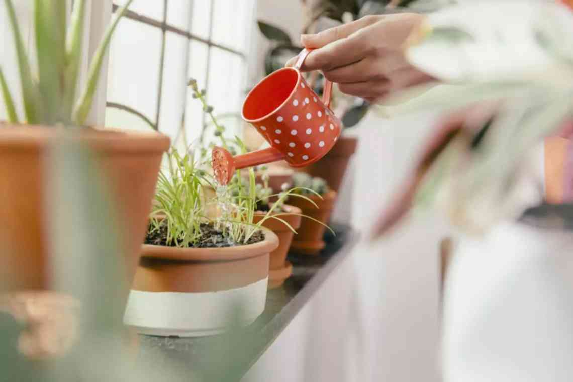 Догляд за кімнатними рослинами влітку
