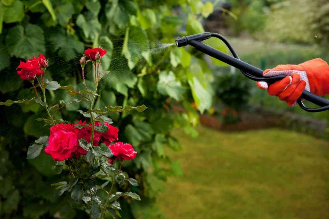 Як продовжити життя трояндам? Догляд за зрізаними трояндами