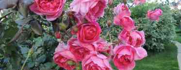 Календар догляду за плетистими трояндами