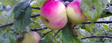 Найкращі 10 сортів яблунь для середньої смуги