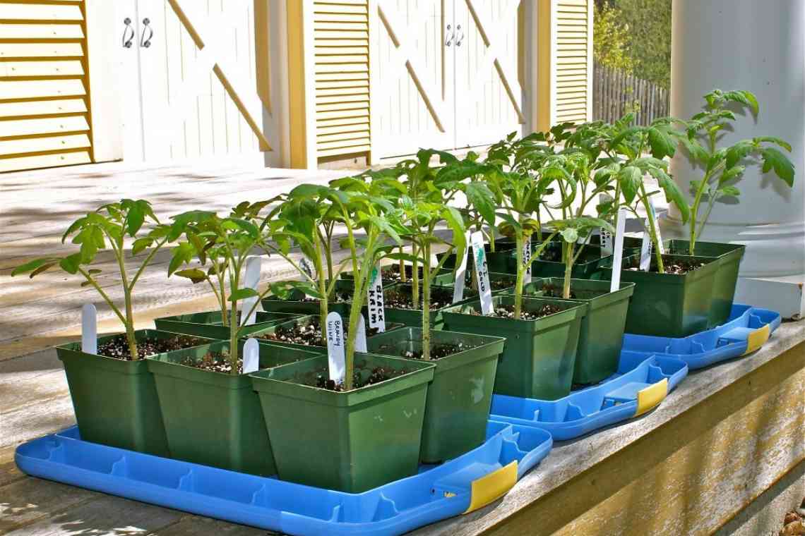 10 правил успішного вирощування розсади томатів у квартирі