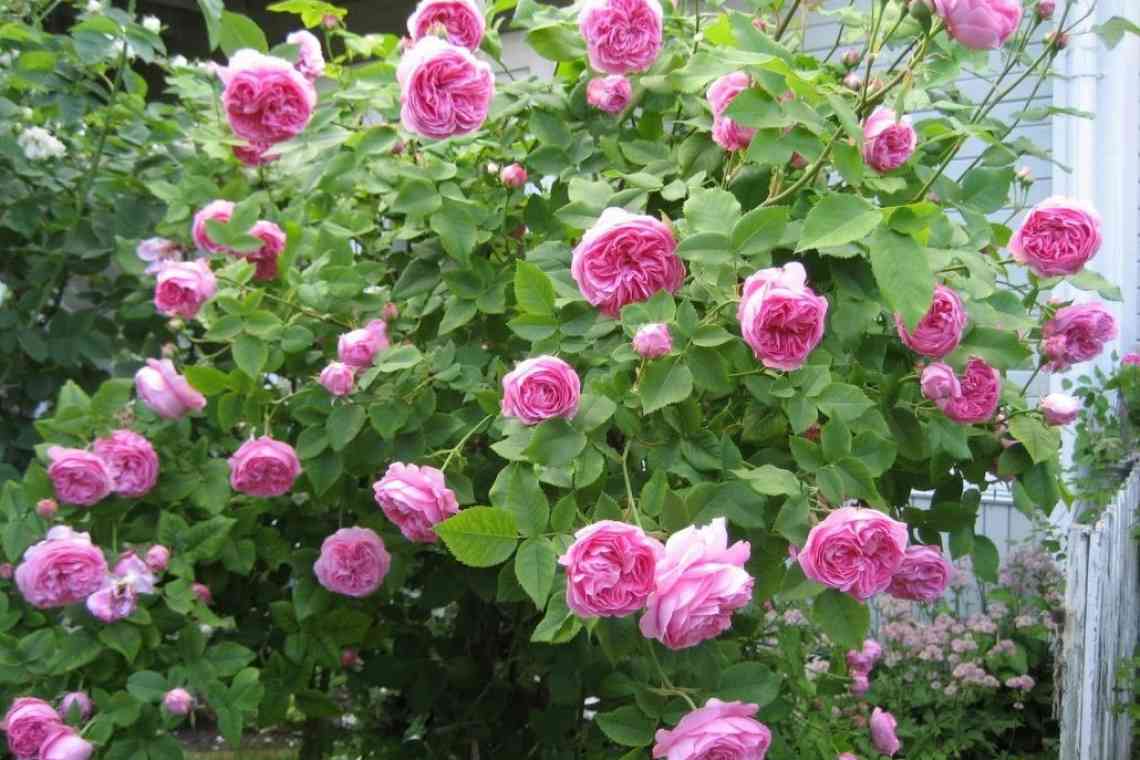 Бурбонські троянди - провісники сучасних сортів