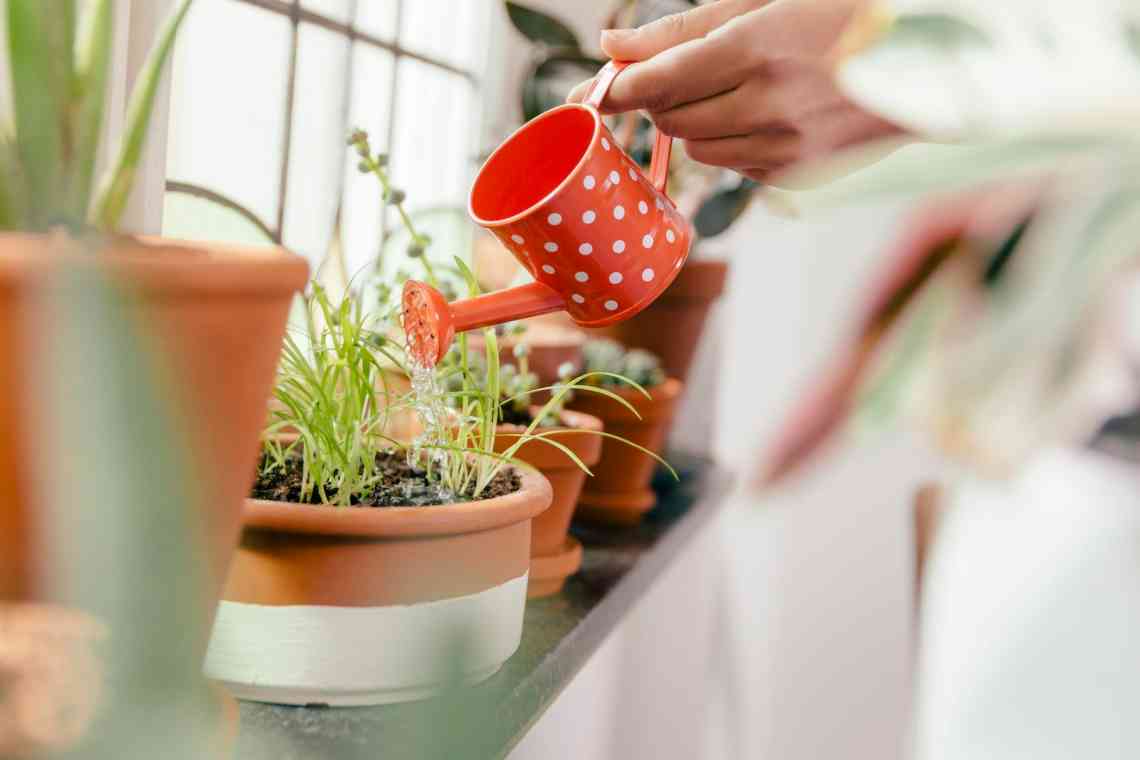 Допомога кімнатним рослинам після відпустки