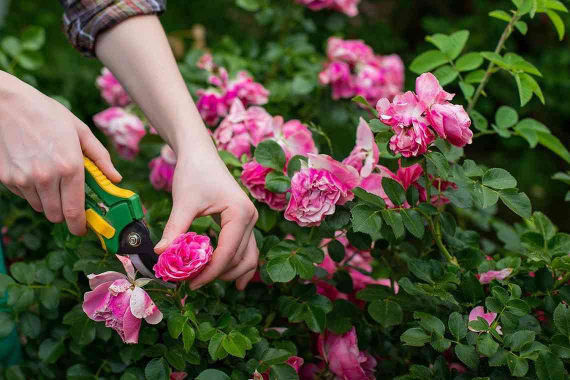 Троянди: весняні роботи