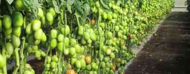 10 найважливіших порад з вирощування томатів