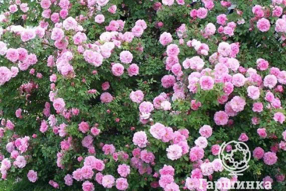 7 ідеальних сортів троянд для вогняного квітника