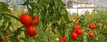 Основні помилки при вирощуванні томатів
