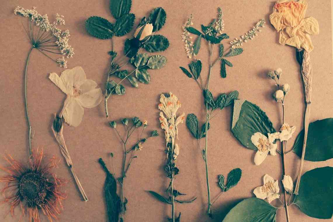 Як вибрати рослини для гербарію