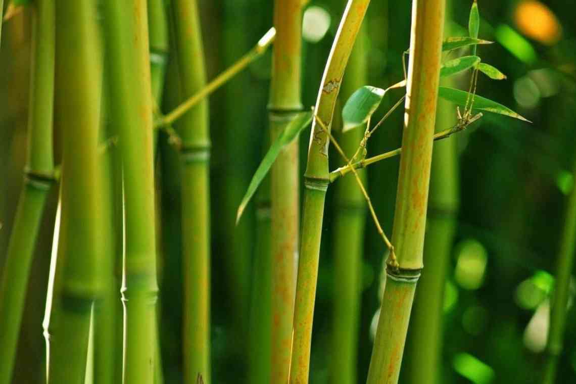 Бамбукове волокно: визначення, плюси та мінуси виробів з бамбука
