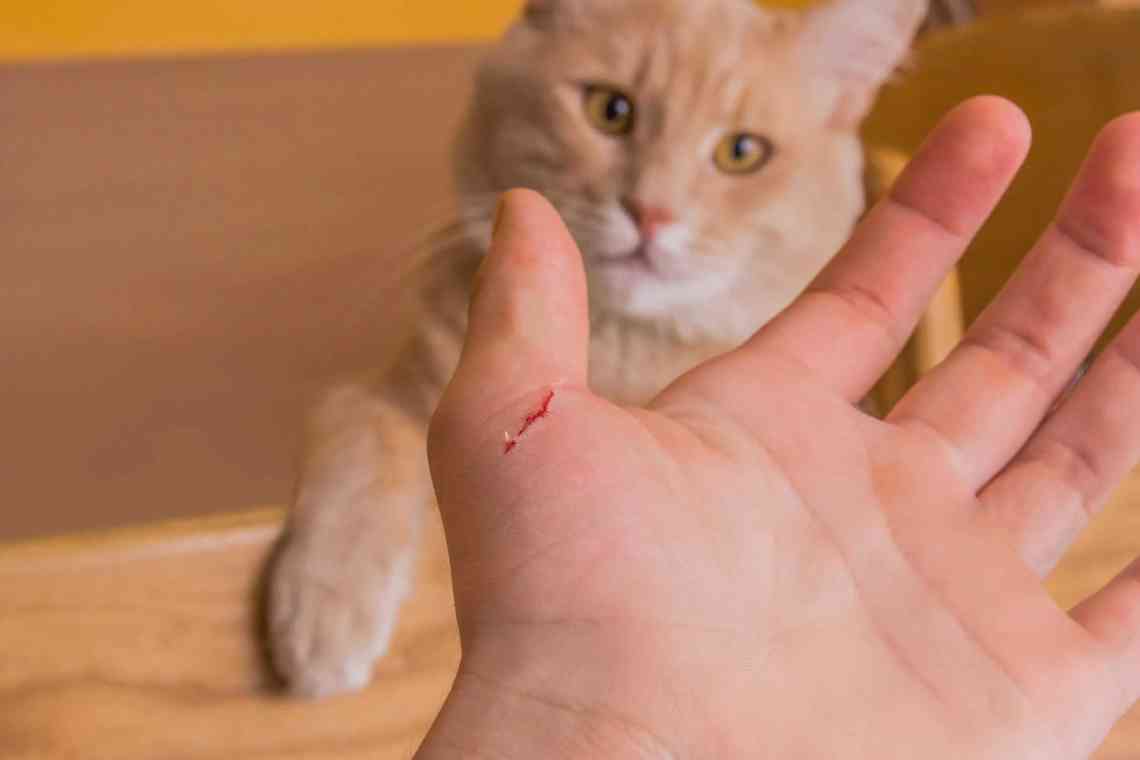 Вкусив кіт, і опухла рука - що робити?