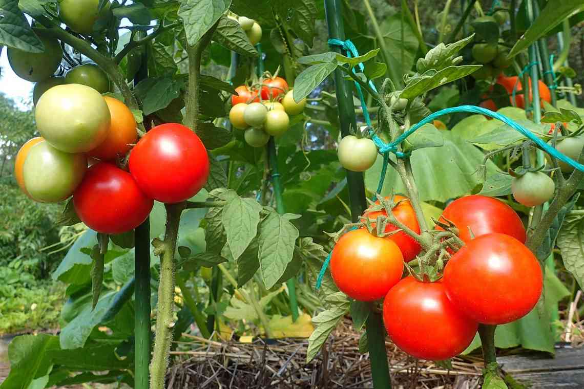 Кращий вибір дачника - штамбові сорти томатів для Сибіру