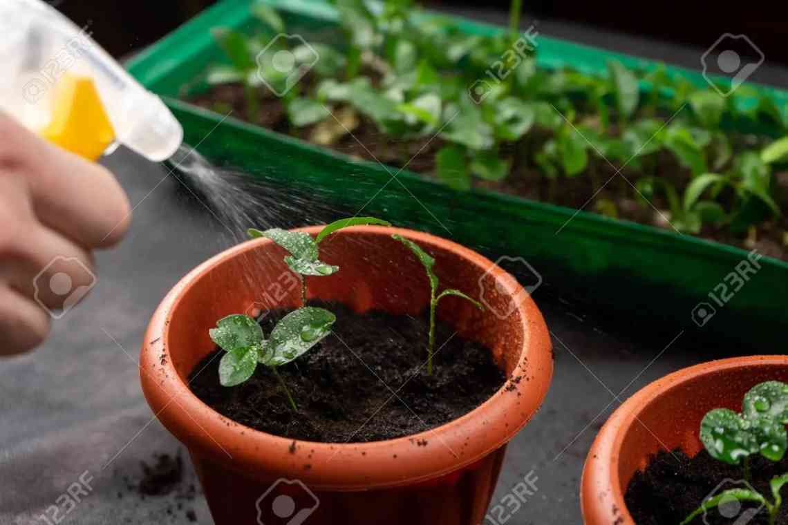 Як часто поливати розсаду помідорів на підвіконні на різних етапах вирощування