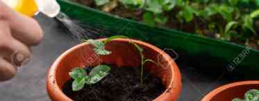 Як часто поливати розсаду помідорів на підвіконні на різних етапах вирощування