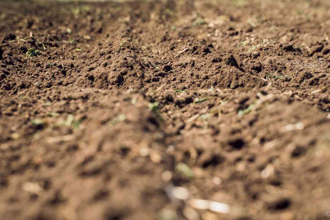 Особливості ґрунту, які потрібно враховувати в землеробстві