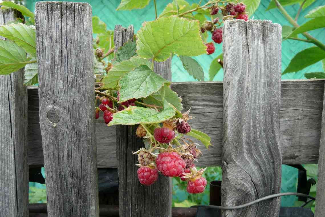 Осіння пора в саду: удобрюємо виноград і смородину