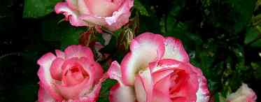Кращі чагарникові троянди. Вдосконалена старовина - «Рококо»