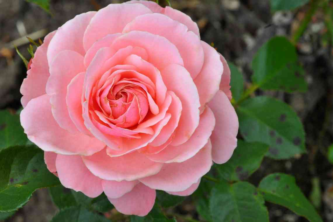 Ґрунтовопокровна рясноквітуча троянда «Літній вітер»