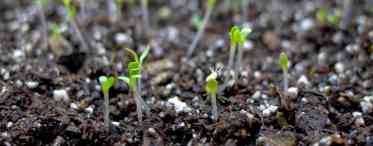 Як садити алісум: особливості насіннєвого вирощування