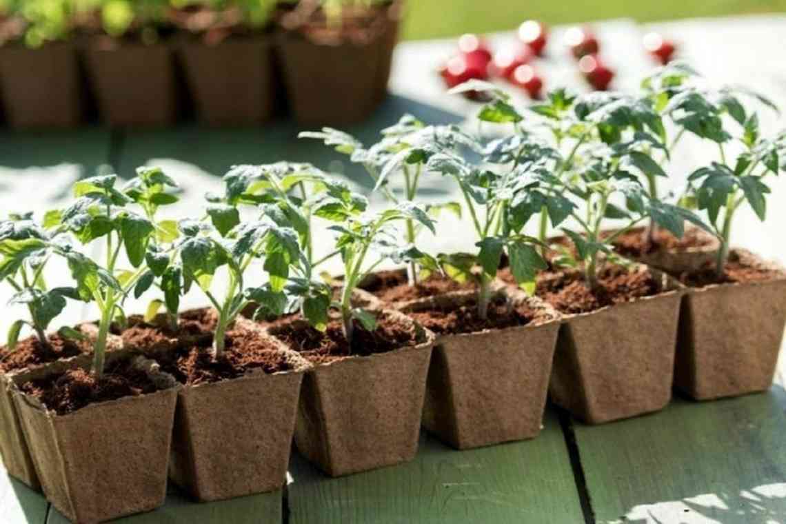 Вирощуємо розсаду перцю: як правильно садити насіння