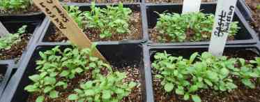 Як виростити багаторічну гвоздику: способи посіву насіння