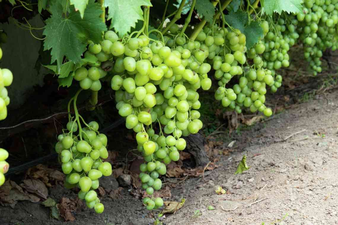 Причини всихання виноградних кистей і заходи боротьби з цим