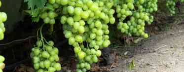 Причини всихання виноградних кистей і заходи боротьби з цим