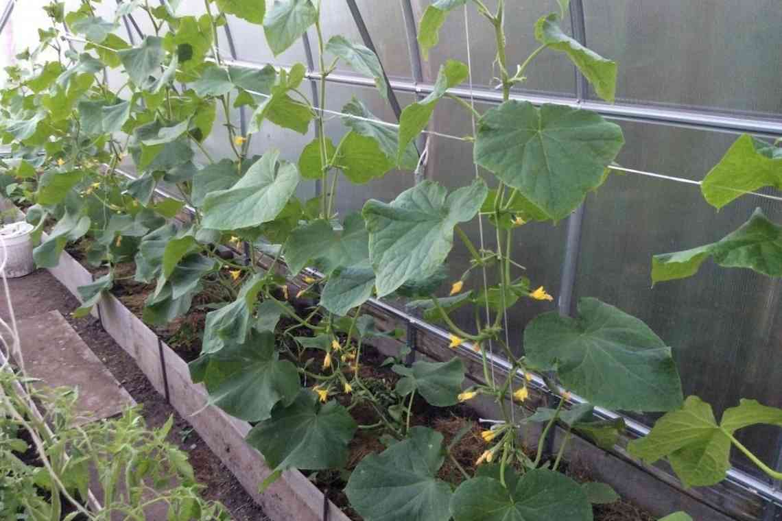 Коли висаджувати розсаду огірків у теплицю?