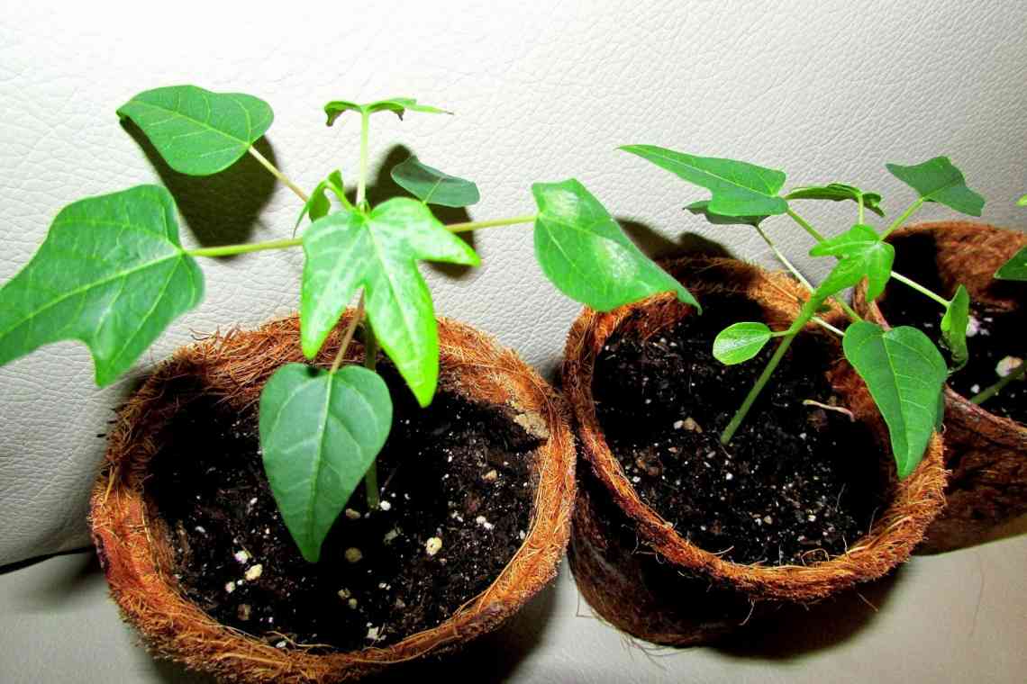 Вирощування камелії з насіння в домашніх умовах