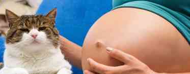 Токсоплазмоз при виношуванні - в чому небезпека для здоров'я мами і малюка?
