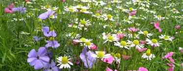 Порадьте квіти для газонів, які цвітуть все літо