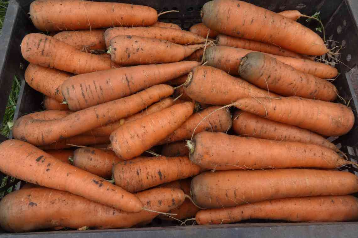 Хороші і погані попередники для моркви