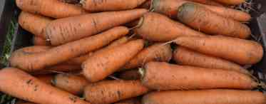 Хороші і погані попередники для моркви