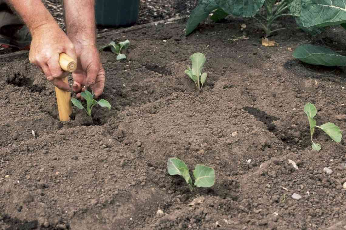 Що потрібно знати про полив розсади капусти після її висадки в ґрунт?