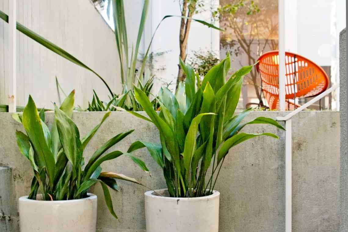 Як удобрювати рослини - кімнатні та садові