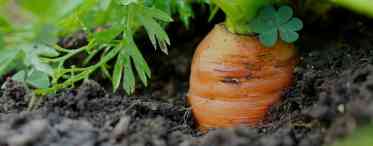 Народні кошти для добрива моркви у відкритому ґрунті