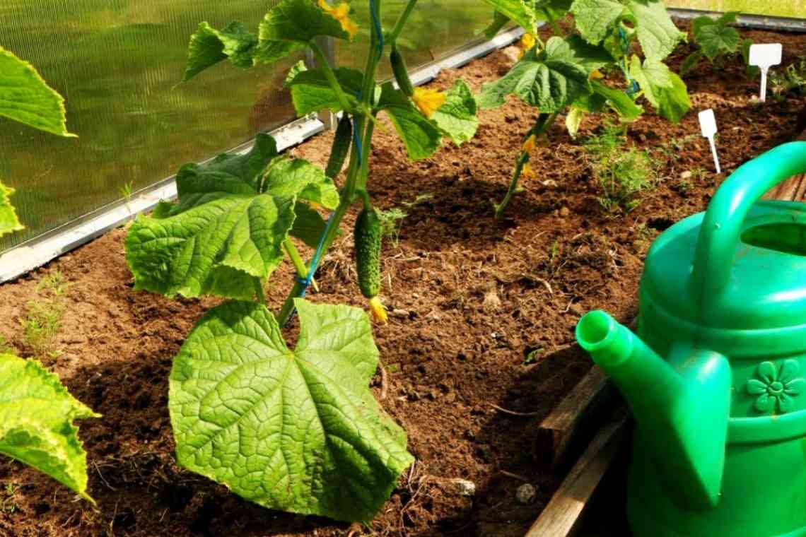 Як виростити огірки в теплиці: коротко про посадку і відхід