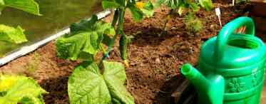 Як виростити огірки в теплиці: коротко про посадку і відхід