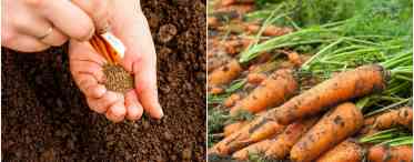 Як робити грядки на городі для моркви і цибулі?