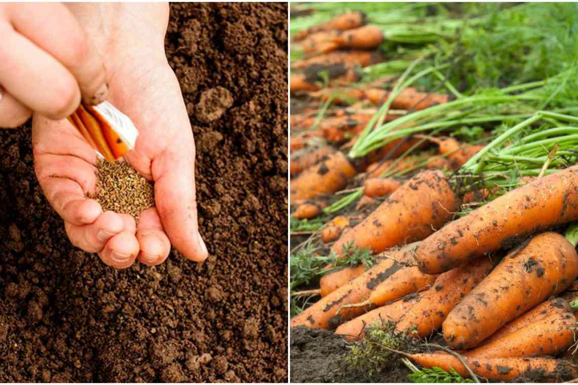 Як застосовувати тирси для добрива моркви?
