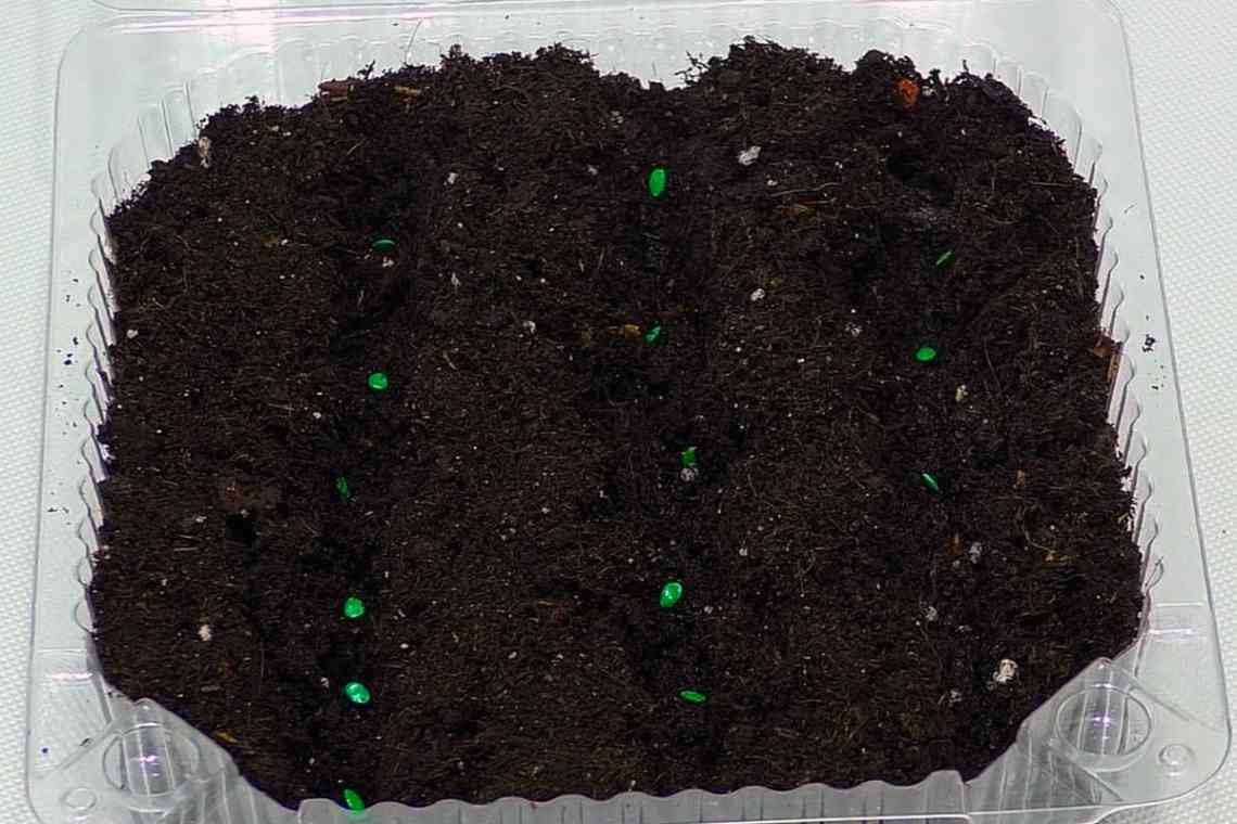Коли садити пізню капусту на розсаду: визначаємося з термінами