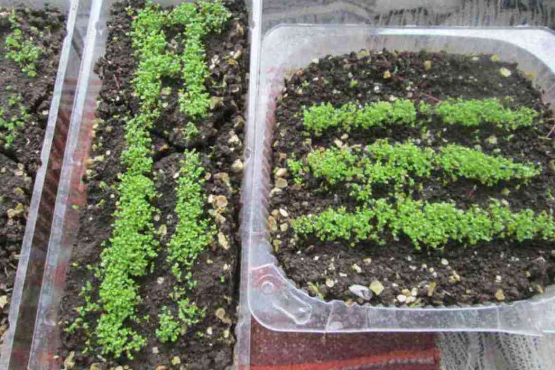 Вирощуємо розсаду оксамитів: терміни посіву насіння