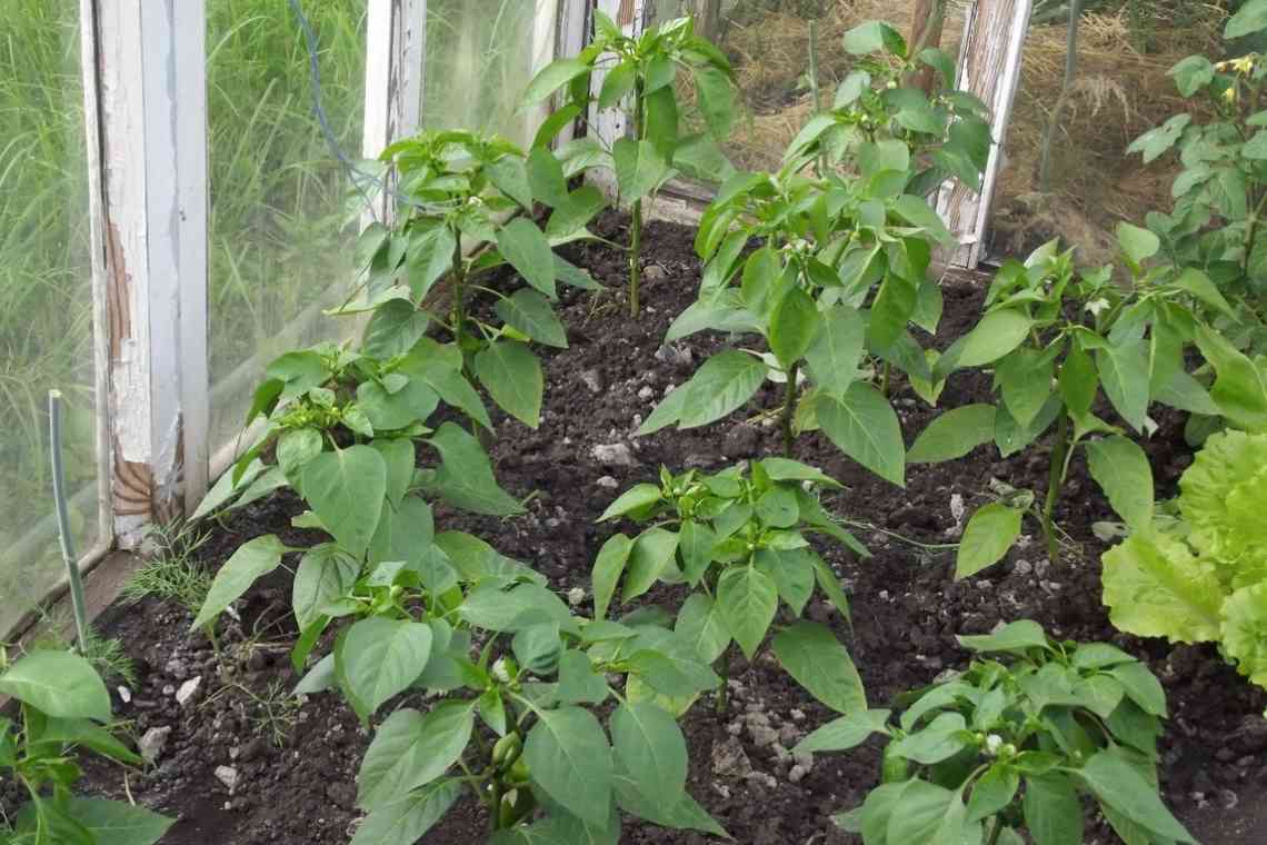 Як росте чорний перець: опис рослини та особливості вирощування