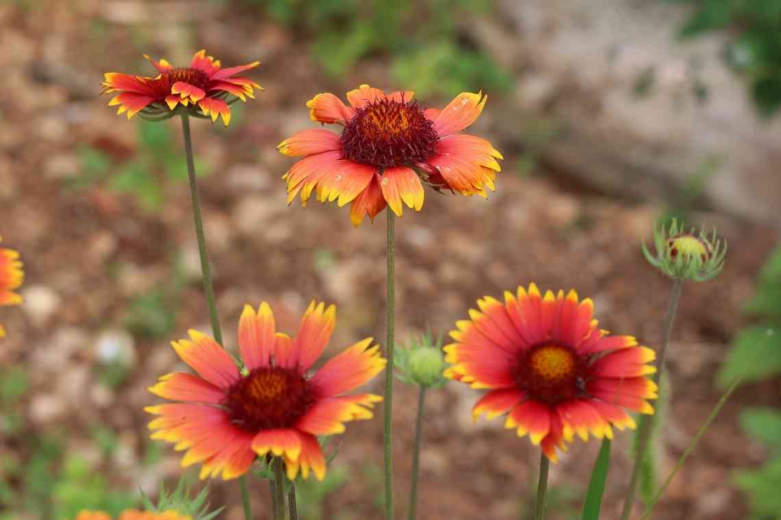 Гайлардія Бургунді: чарівні червоні ромашки для вашого саду