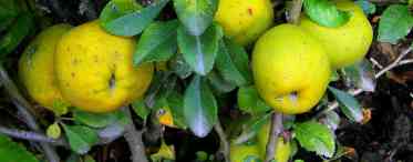 Чим корисний північний лимон (японська айва)