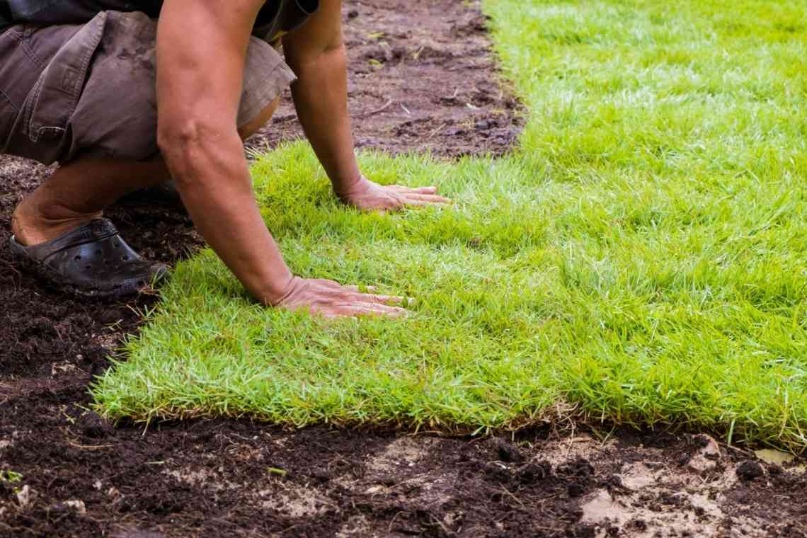 Коли слід удобрювати газон після зими?