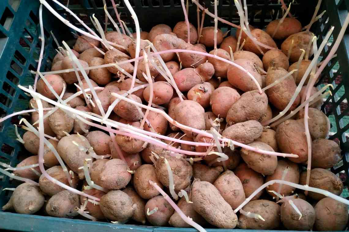 Як виростити картоплю в мішках?