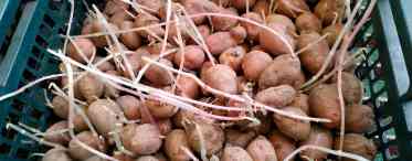 Як виростити картоплю в мішках?