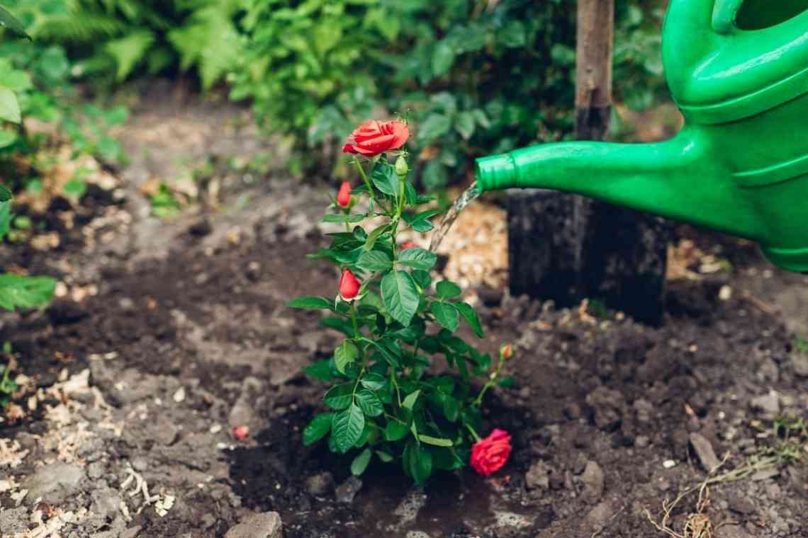 Де садити троянди і як доглядати за ними?